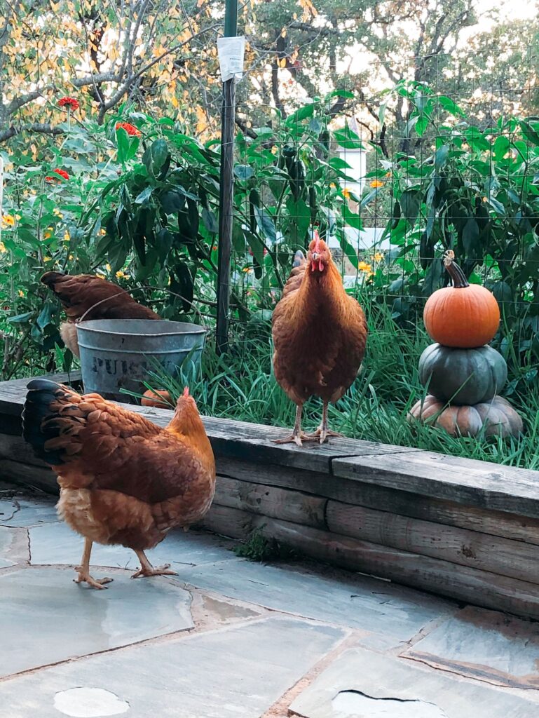 Chickens Snacking on Oats