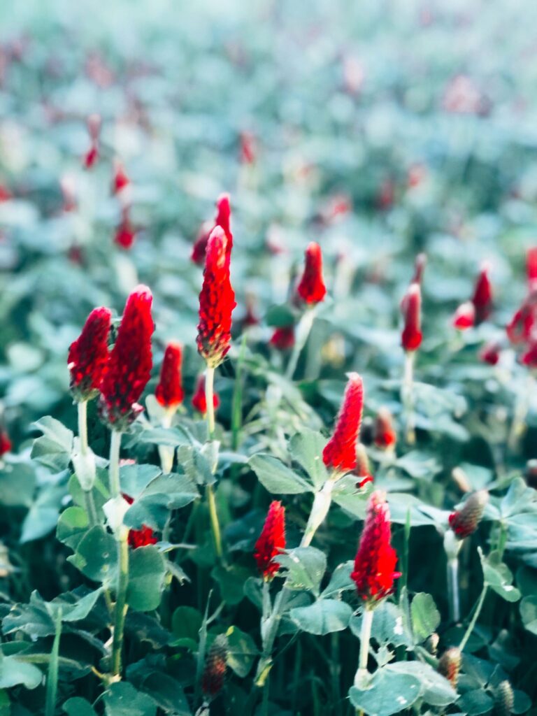 Crimson Clover Rosette