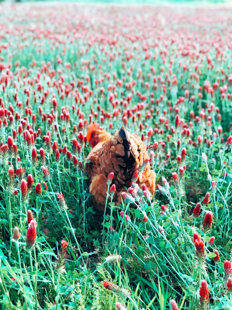 Hen in a Crimson Clover Field