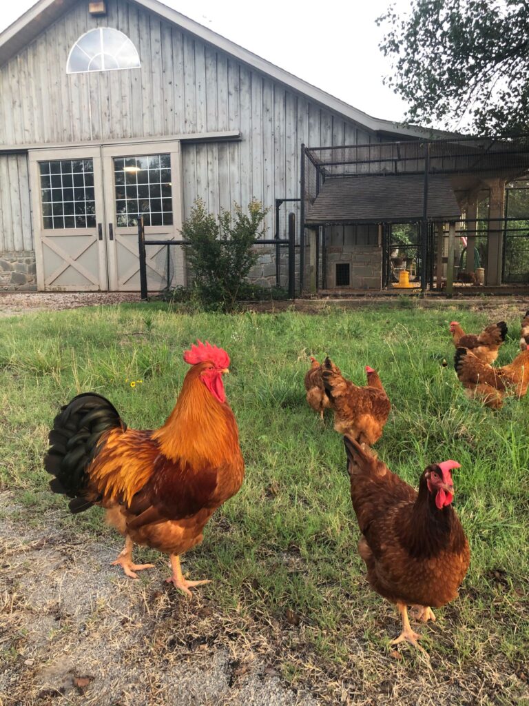 Backyard chickens in front of a barn and coop