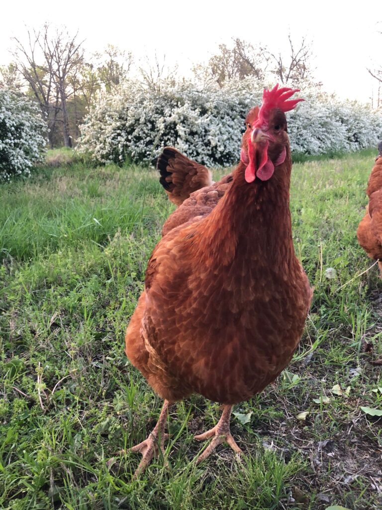 backyard chicken