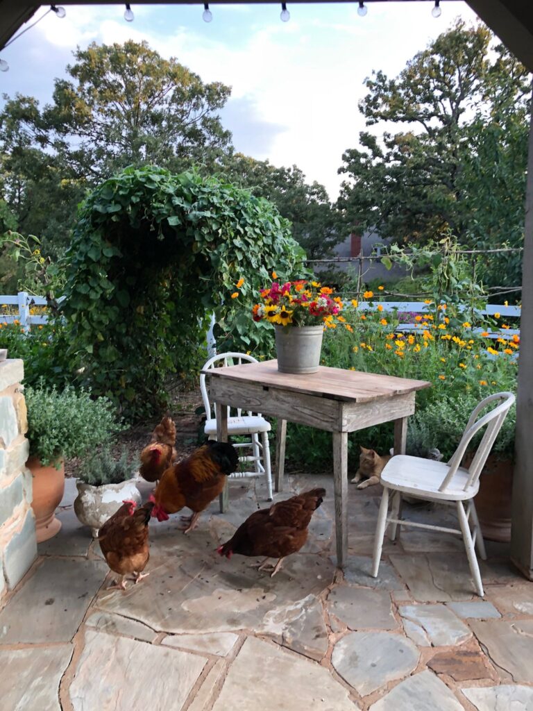 New Hampshire chickens on the barn porch