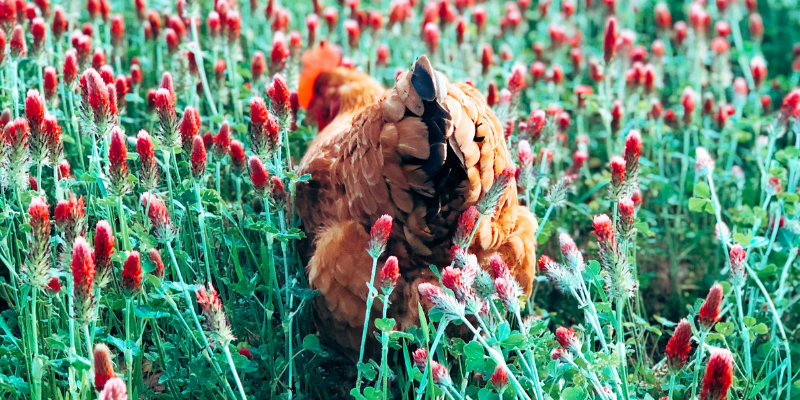 backyard chicken in crimson clover field