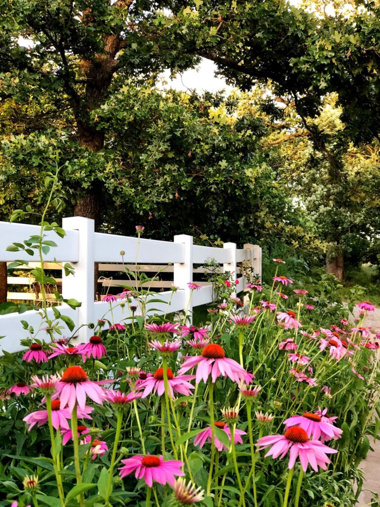 Purple coneflower lining the white fence