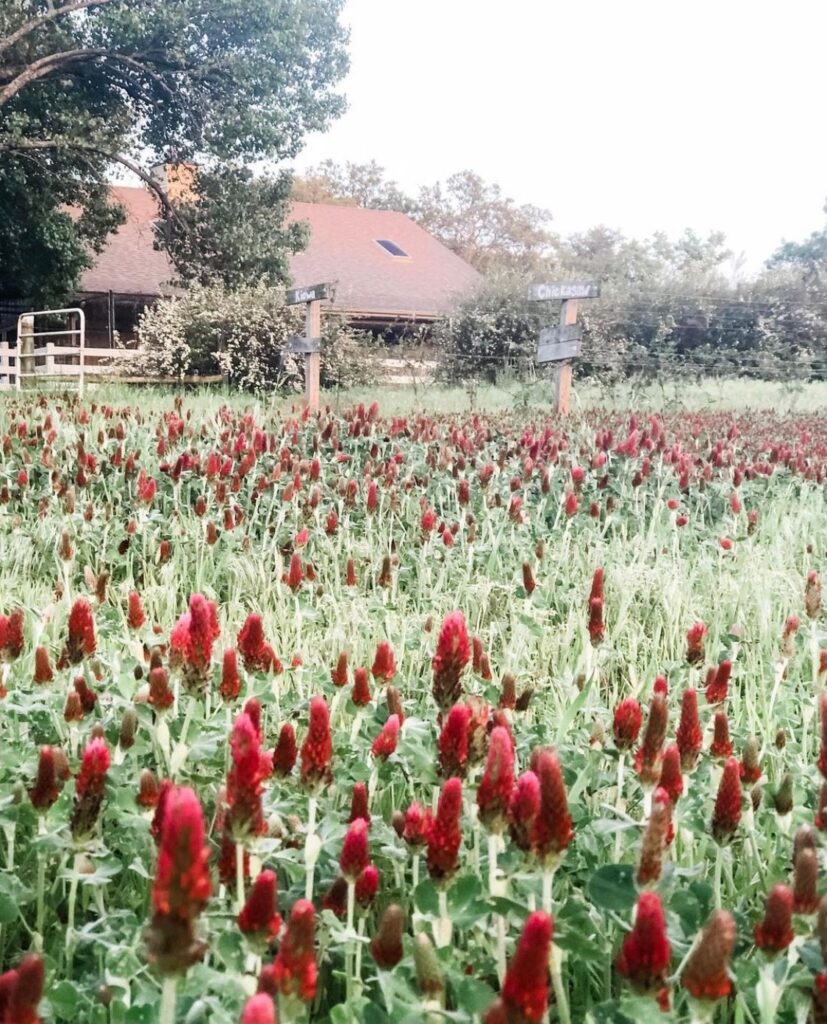 Field of crimson clover in front of a horse barn