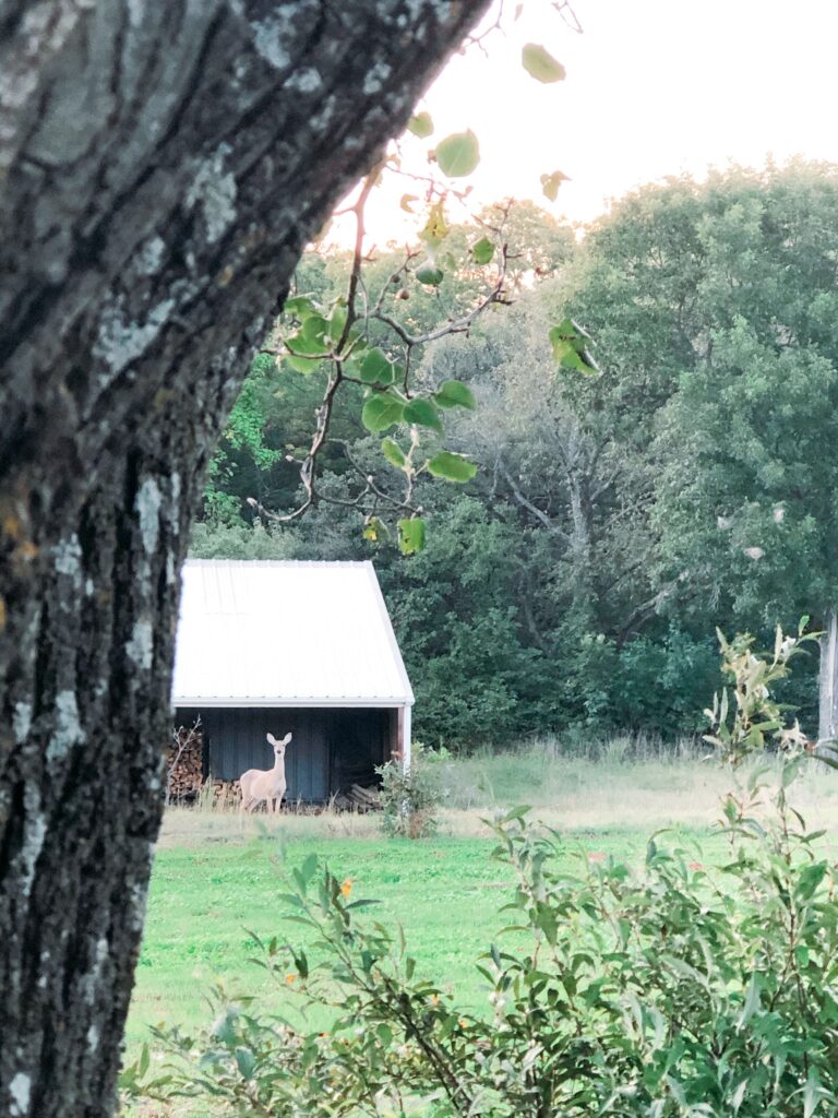 Deer by blue barn looking up at a field of crimson clover.