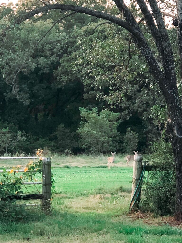 Several deer in a field of crimson clover, not blooming.