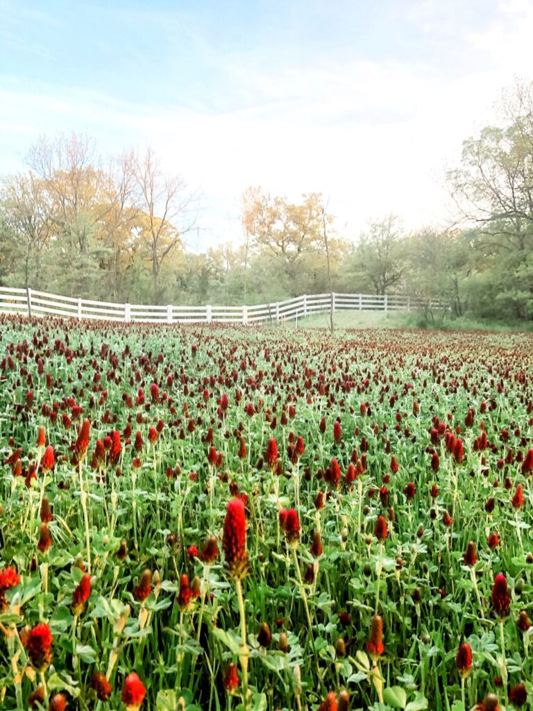 Living in the Country: A field of crimson clover and a white fence