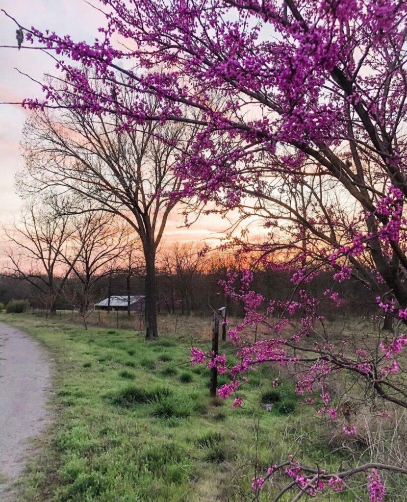 Gravel road lined in blooming redbuds