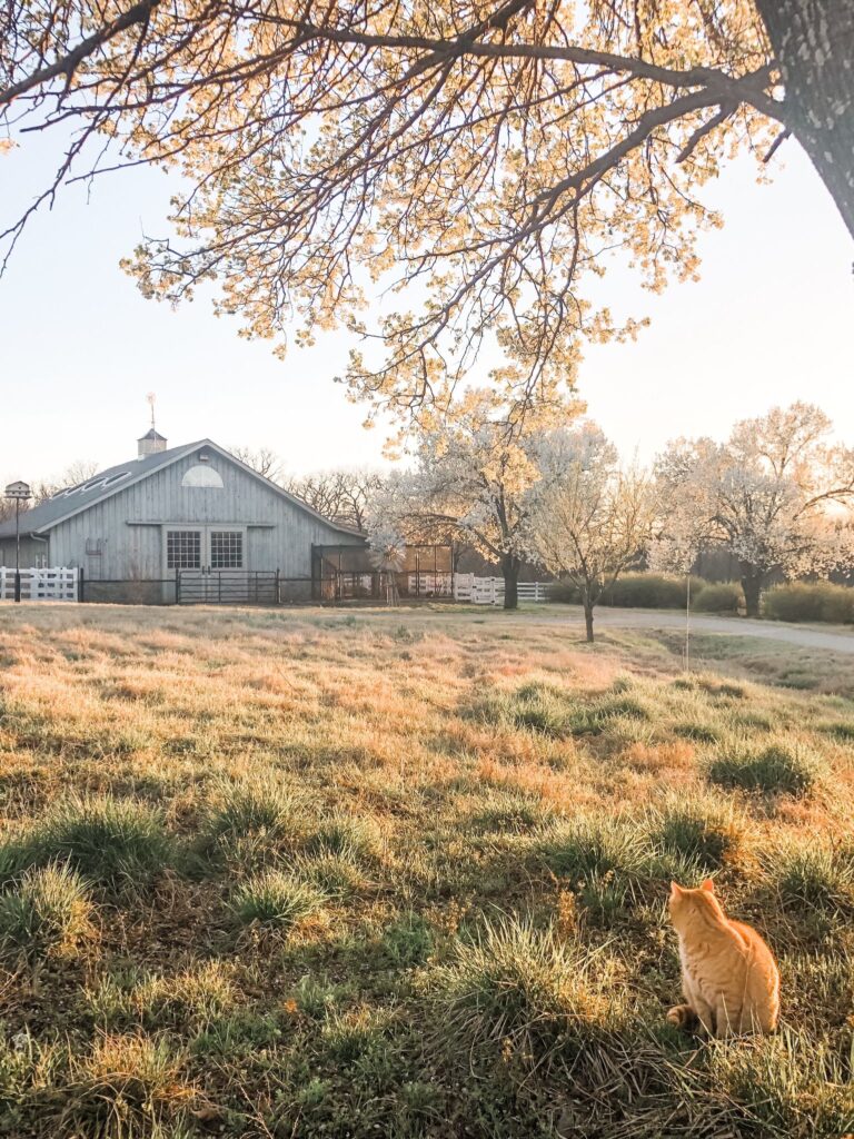 Living in the Country: Orange cat looking at large horse barn in the distance.