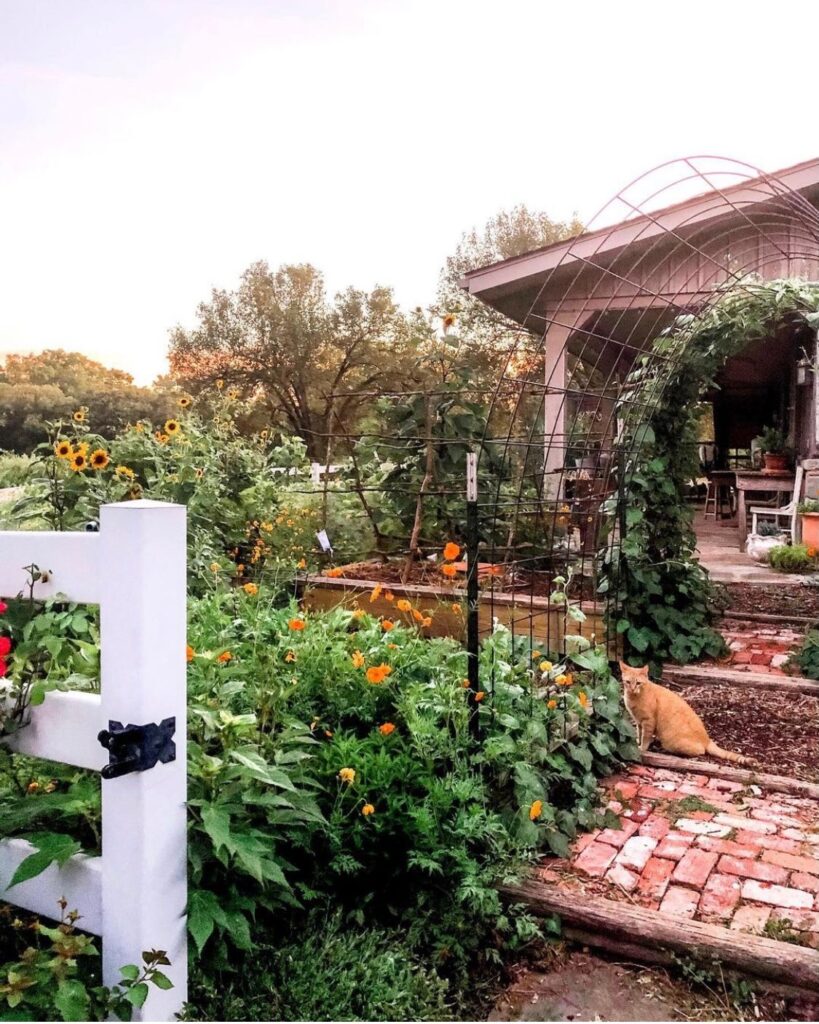 Entrance to raised bed gardens and orange cat