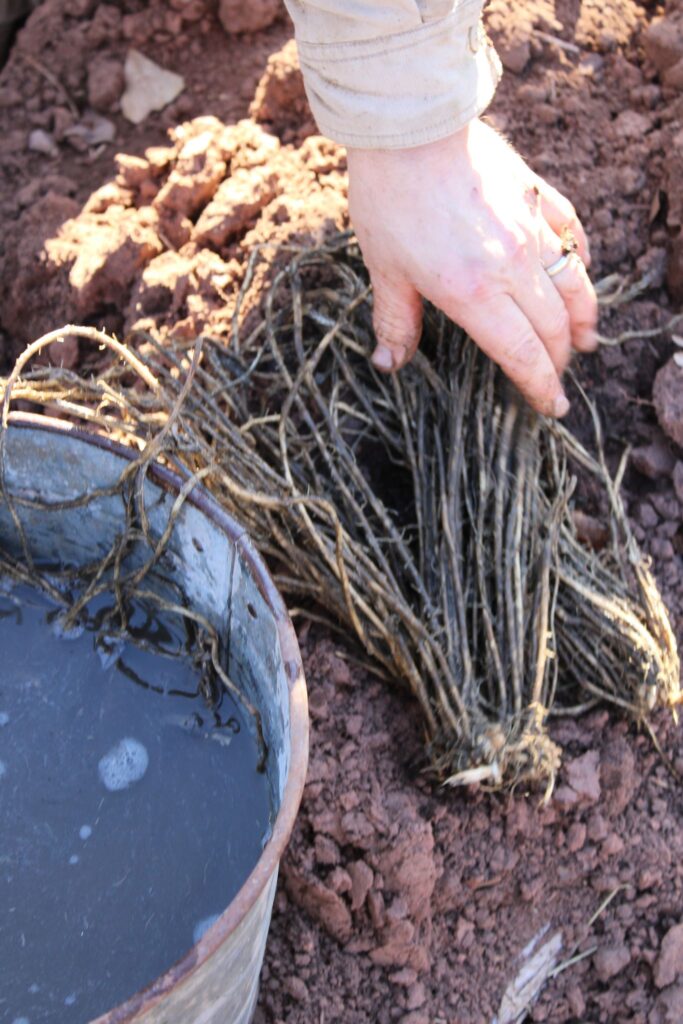 Bill planting asparagus