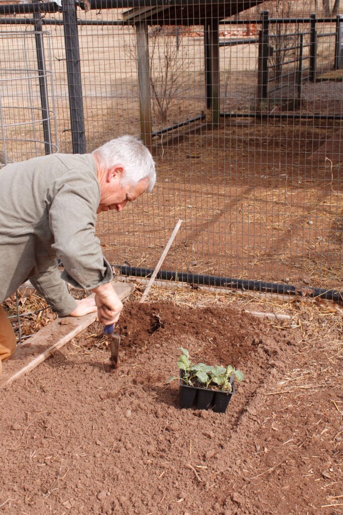 Bill planting broccoli, a great cool season vegetable