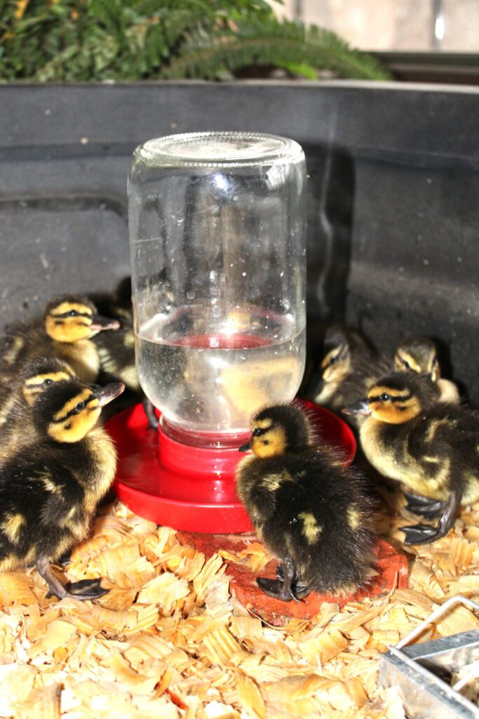 Mallard ducklings drinking from their waterer