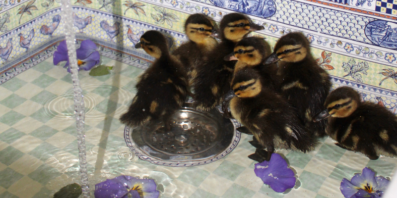 Ducklings