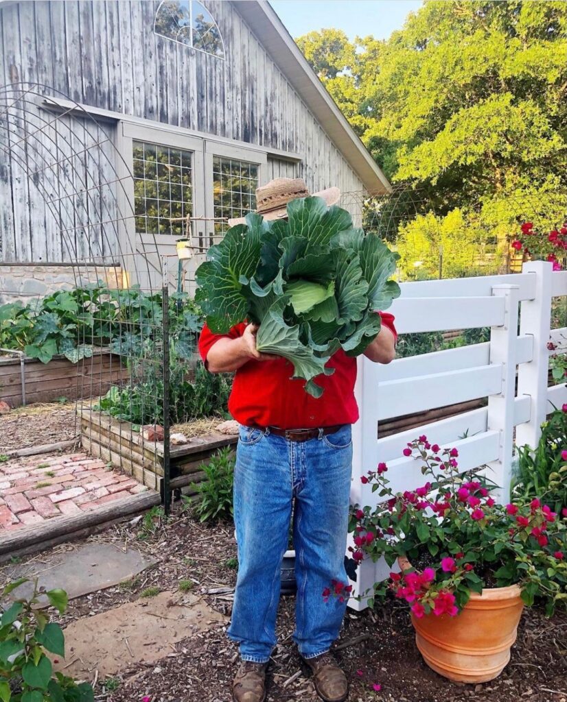 Bill modeling my favorite cool season vegetable, cabbage