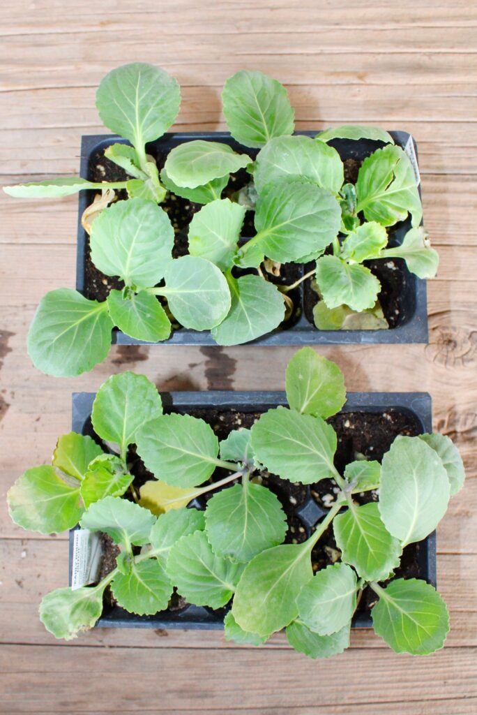 Cabbage plants