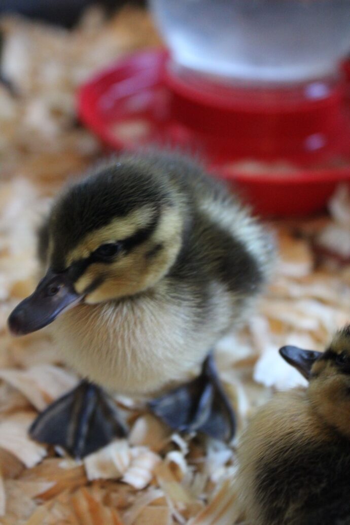 Introducing Ducklings to Water: The First Farmhouse Sink Photo