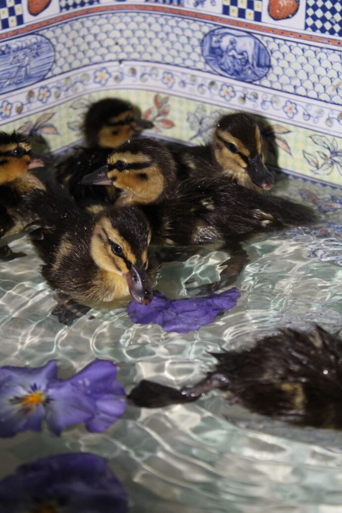Introducing Ducklings to Water The First Farmhouse Sink Photo
