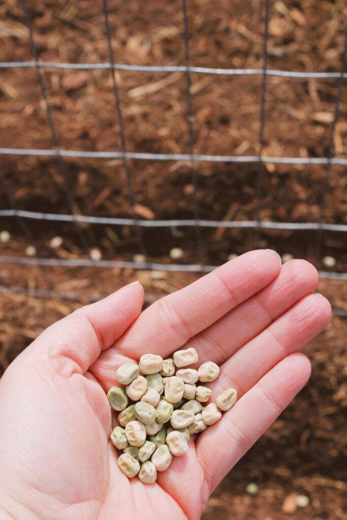 A hand full of garden peas ready to plant, a great cool season vegetable