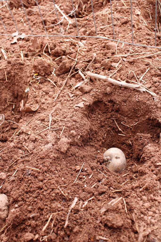 Newly planted potato tuber