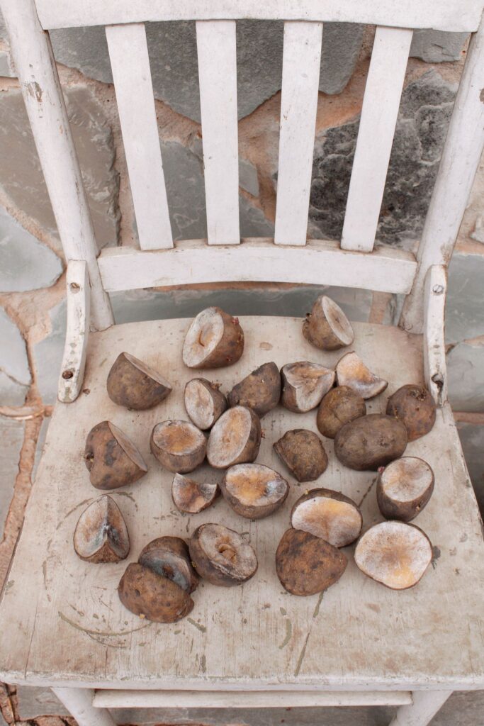 Potatoes ready to plant