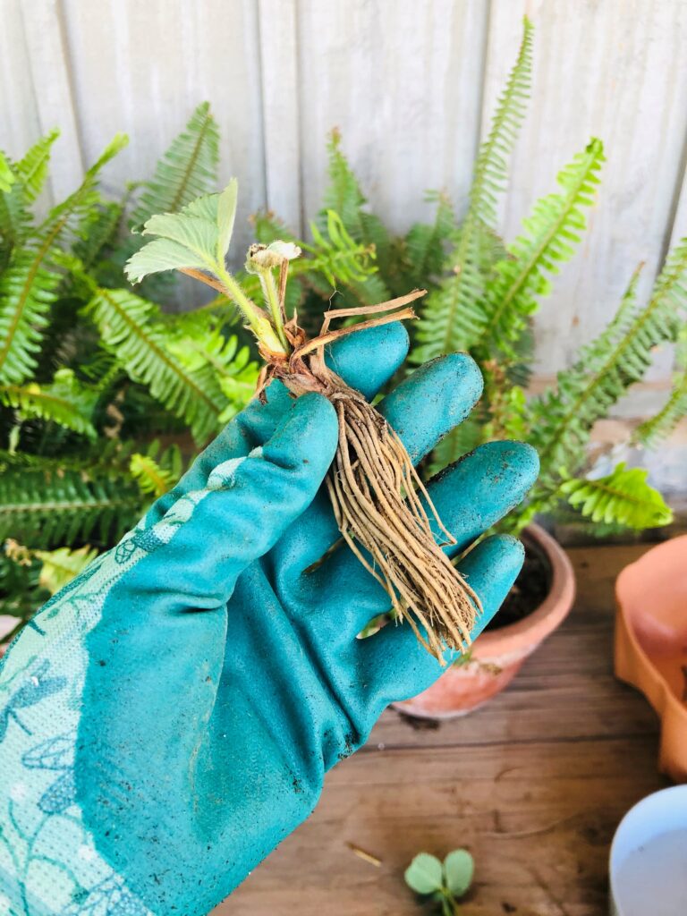 Bare root strawberries-trimmed