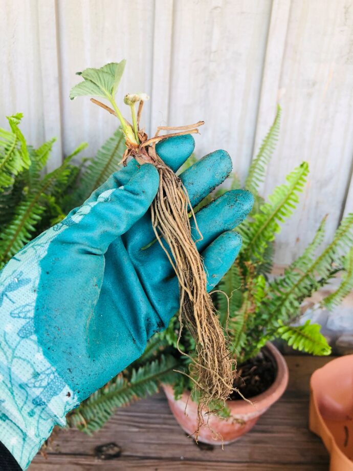 5 Lessons Learned Growing Strawberries for the First Time