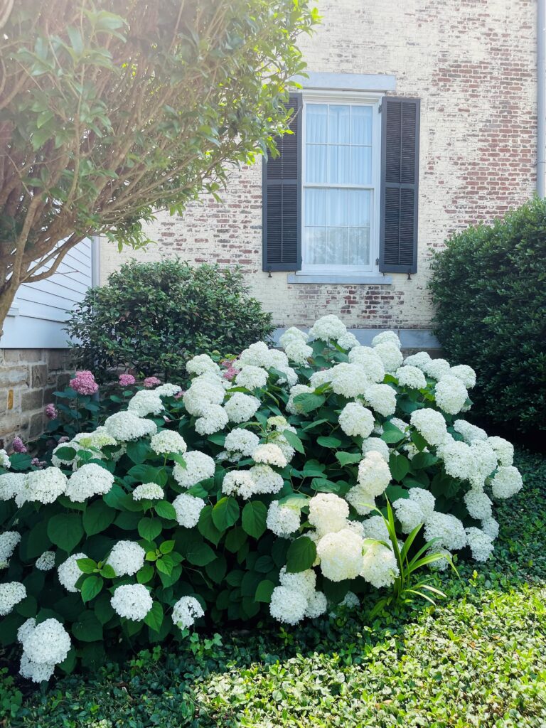 Beautiful Hydrangeas outside the home of P Allen Smith