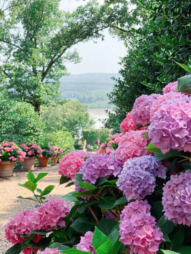 Hydrangeas at Moss Mountain Farm