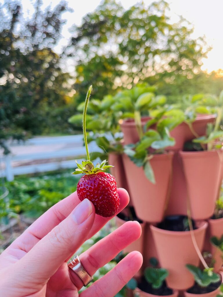 My first homegrown strawberry