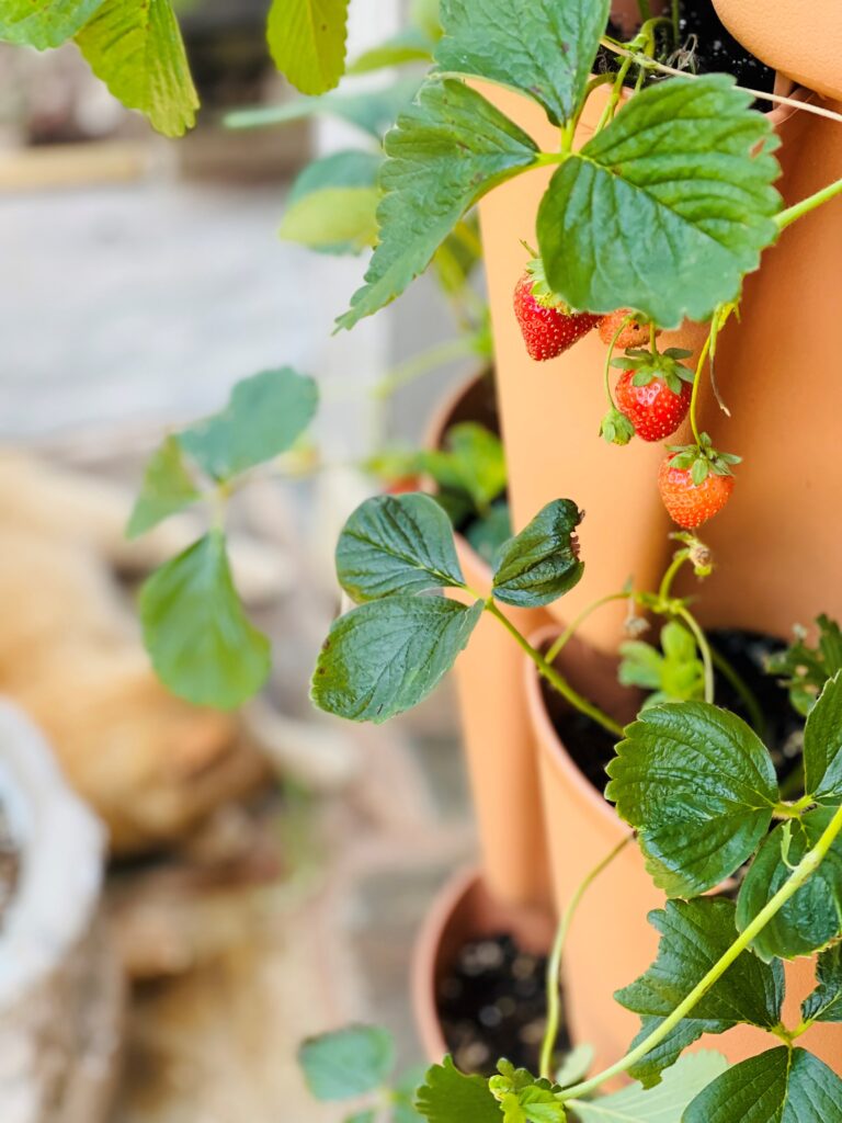 My first strawberries