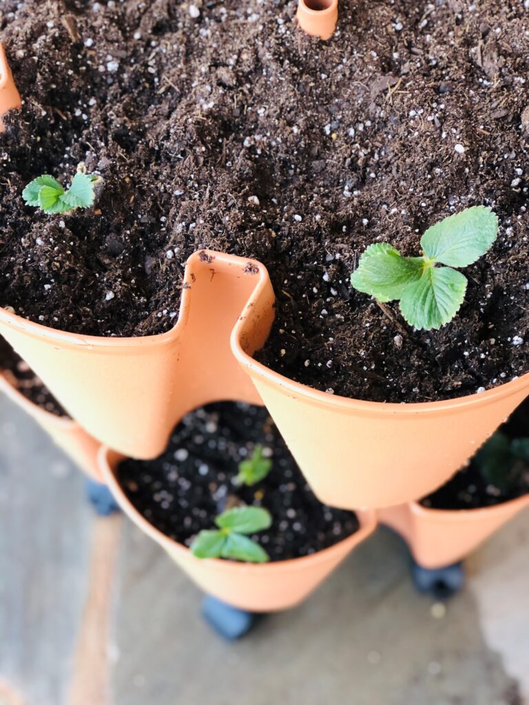 Newly planted strawberries