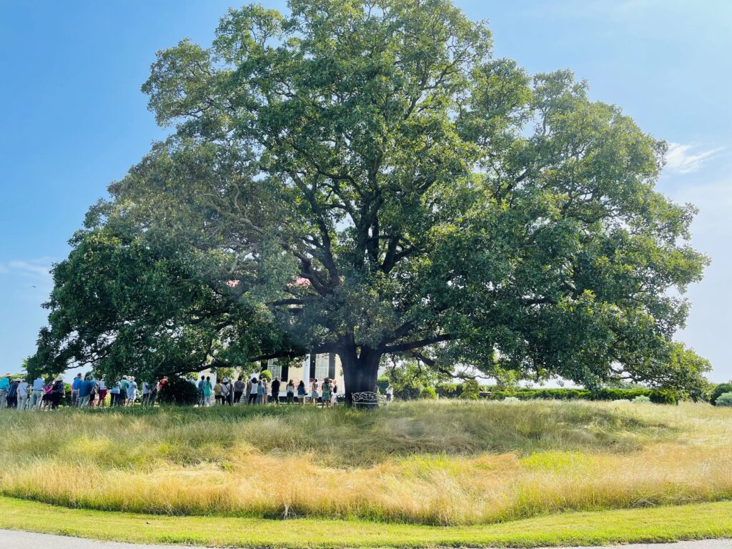 The Sister Oak Tree at Moss Mountain Farm, out home and garden tour started here