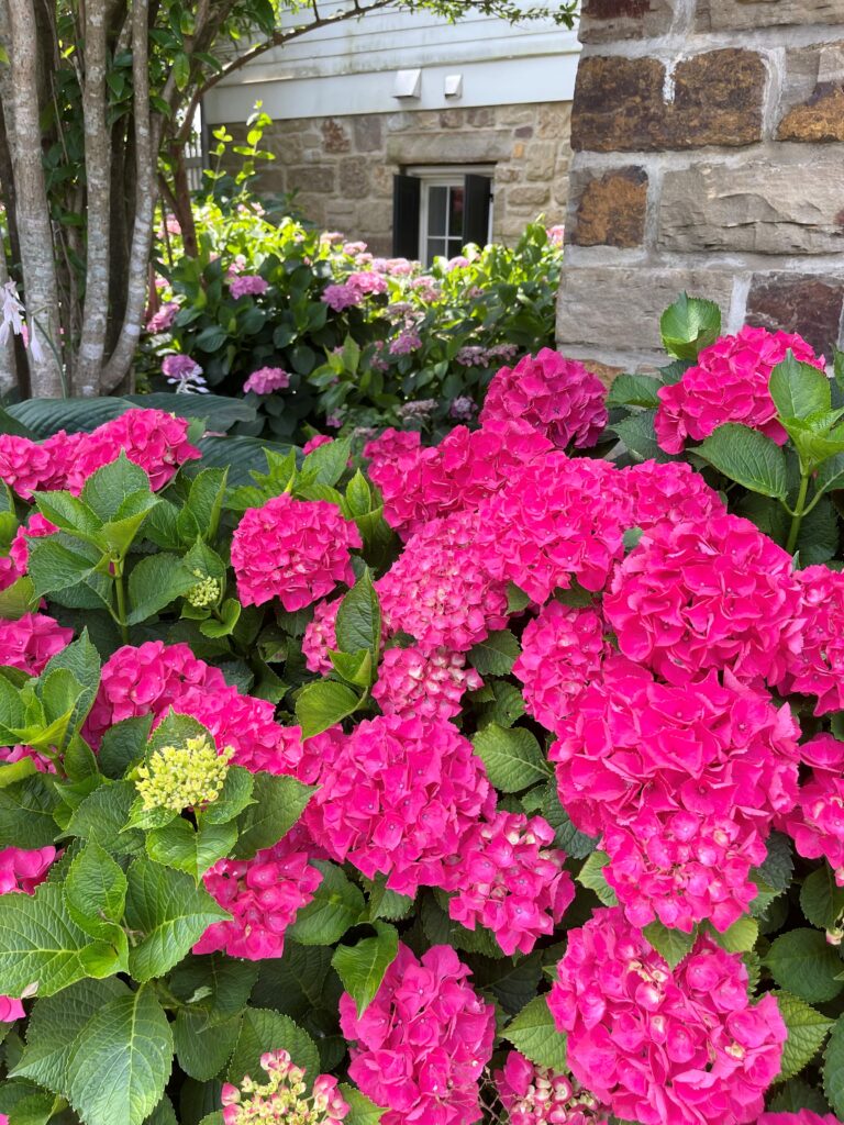 Vibrant Hydrangeas at Moss Mountain Farm