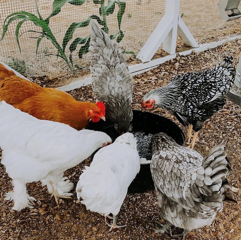 I love Lindsey's Beautiful Flock!