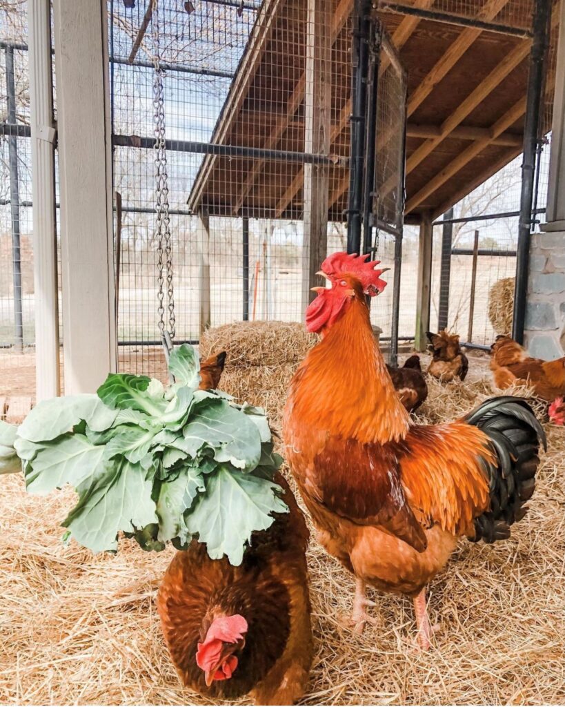 Max, our New Hampshire rooster, letting the hens know that it's snack time.