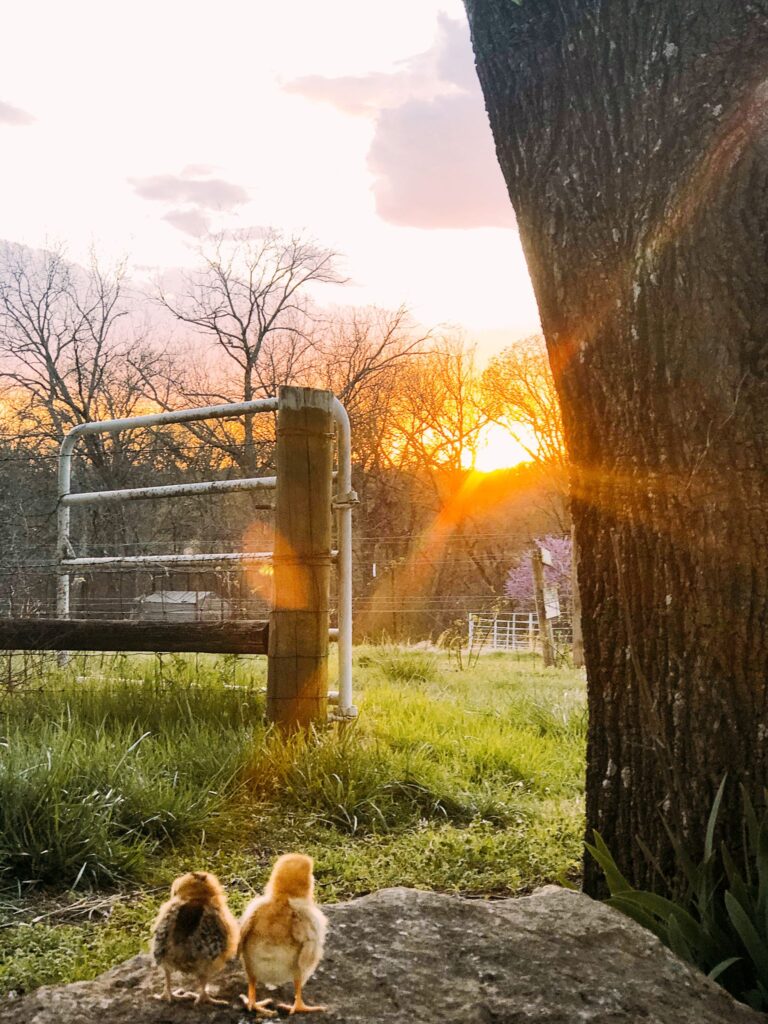 Our Chicks at Sunset