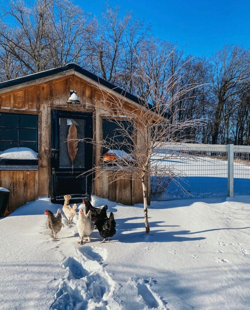 The Black Door Chicken Coop at Dolled Up and Muddy