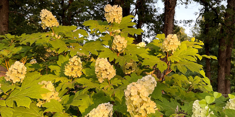 Planting Hydrangeas