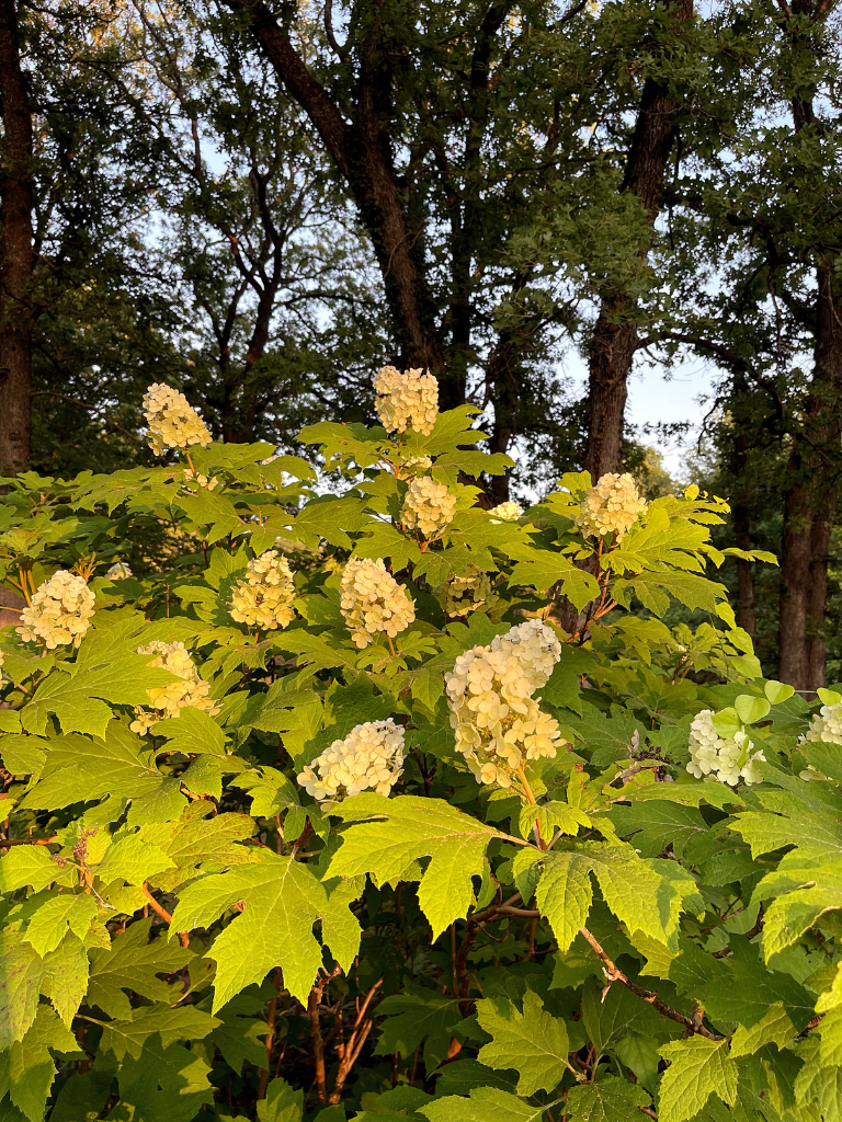 Our Oakleaf Hydrangeas