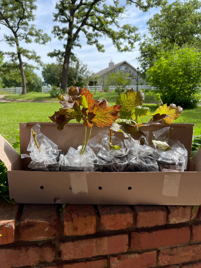 Snowcicle Oakleaf Hydrangeas-Happy Mail from Spring Hill Nurseries