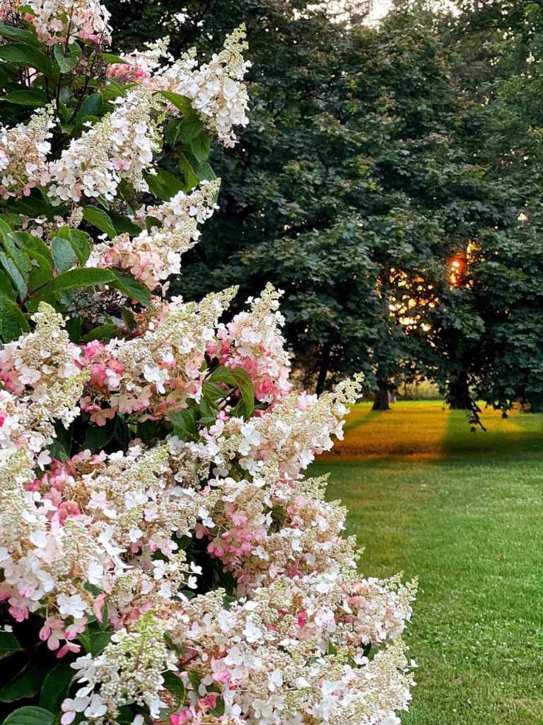 My MIL's Hydrangeas in Illinois