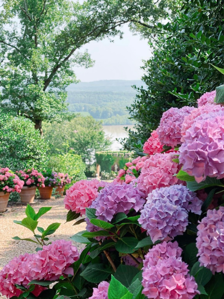 The hydrangeas at the gardens of P. Allen Smith