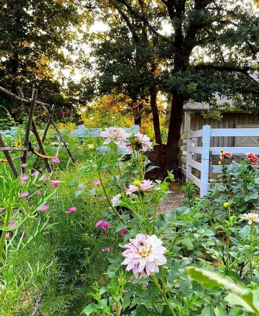 Retired Life in our Country Garden: My First Cut Flower Garden, Summer 2021