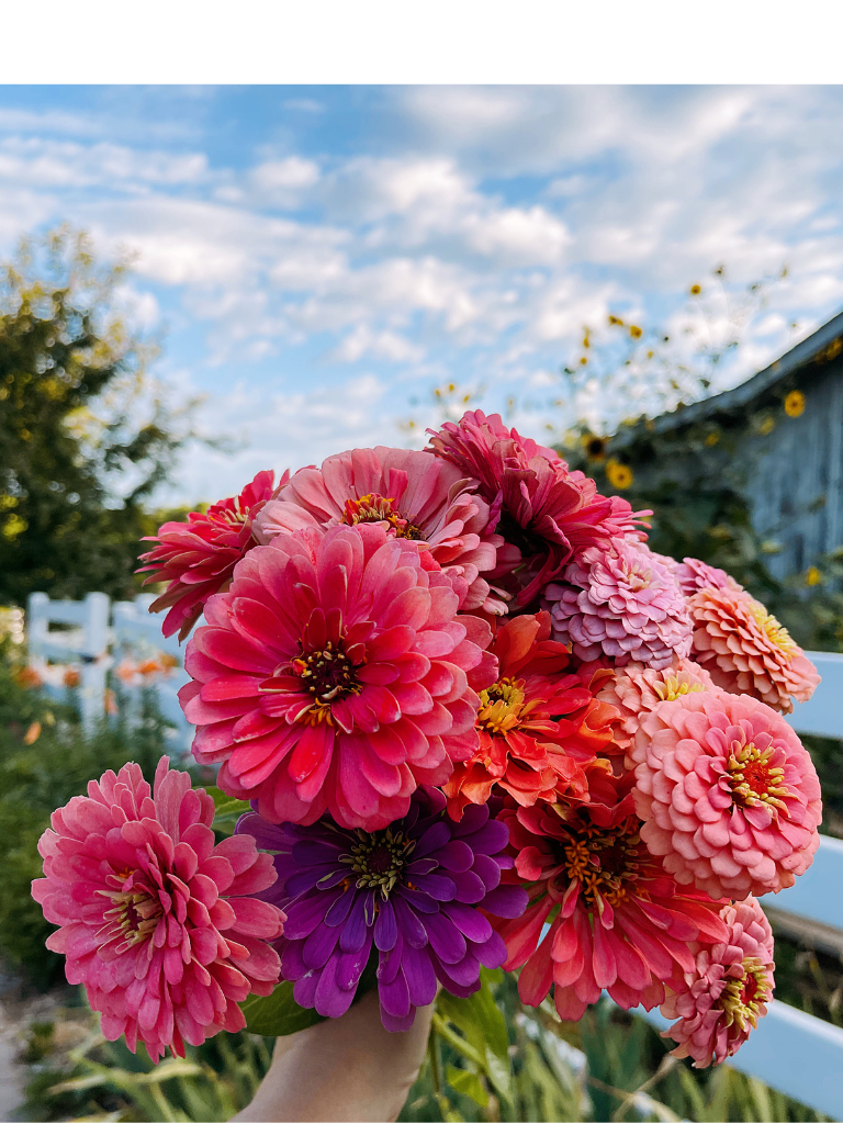 One of many Zinnia Bouquets-A Country Garden Fave