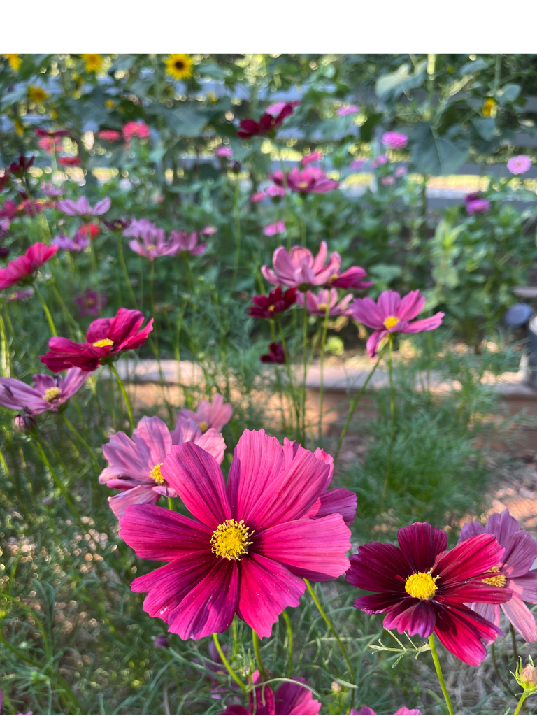 Rubenza Cosmos-A Country Garden Star