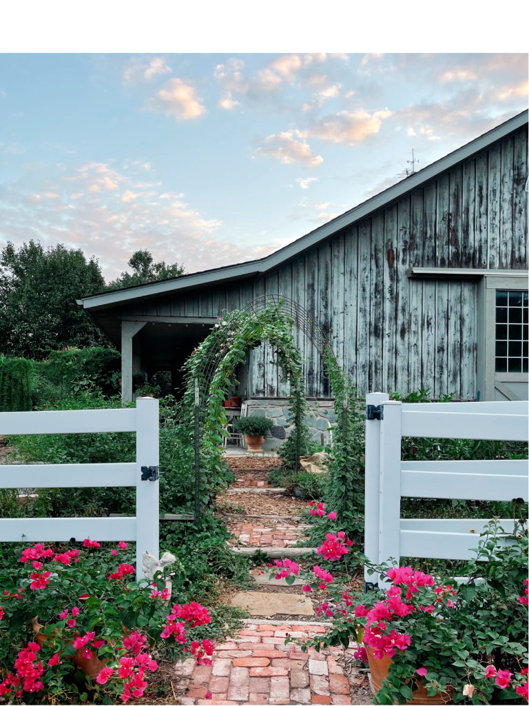 bougainvillea and our barn