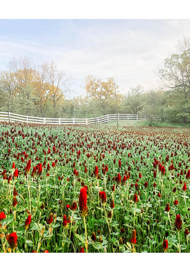 A field of crimson clover.