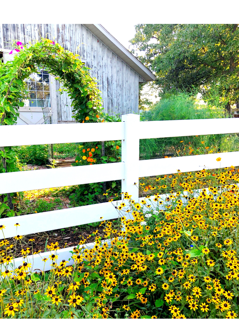 Goldstrum Rudebeckia-a country garden favorite.